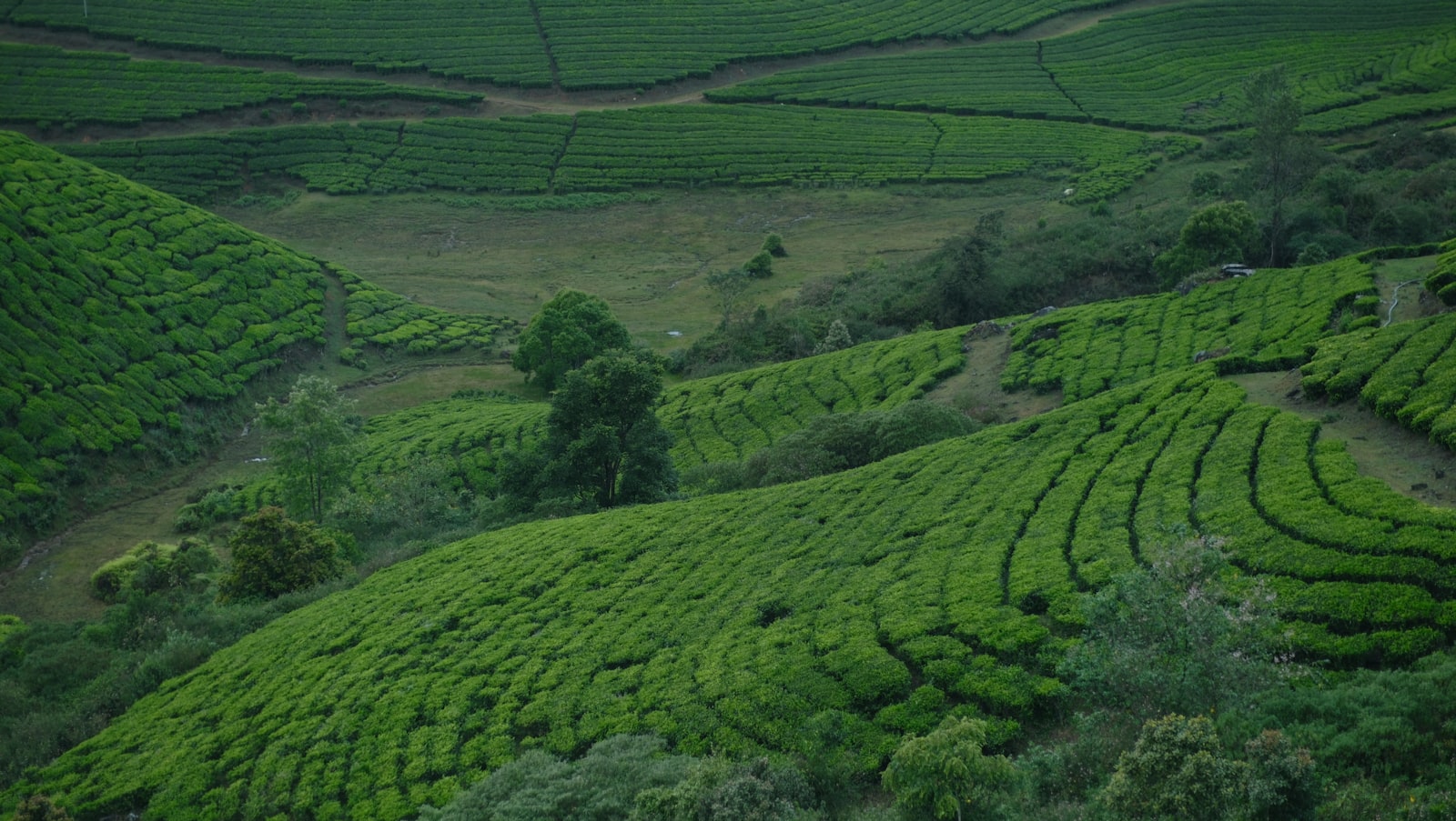 Mayfair Tea Resort, Siliguri